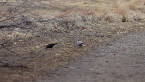 A-ring-necked-dove-and-a-red-winged-blackbird-are-friendly-as-they-forage-together-along-a-trail
