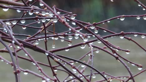 Raining-on-small-tree-onto-wood-branches-twigs-and-sticks-with-handing-droplets-of-water-and-dripping,-as-well-as-rain-in-the-background-blurred-and-out-of-focus