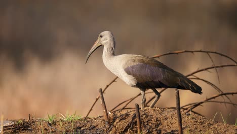 Side-profile-of-hadeda-ibis-standing-on-a-dirt-hill-with-a-blurred-background