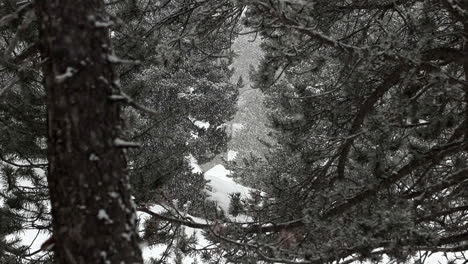 Schöner-Rahmen-Der-Bäume,-Während-Es-In-Diesem-Wald-Von-Andorra-In-Zeitlupe-Schneit