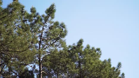 4K-Kiefernwaldlandschaft,-Im-Wind-Zitternde-Kiefernkronen-Mit-Einem-Blauen-Himmel-Im-Hintergrund
