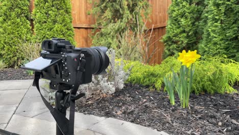 Behind-the-scenes-of-a-Mirrorless-full-frame-camera-on-tripod-taking-photo-and-cinematic-video-of-outdoor-garden-with-tulips-in-spring-to-contribute-to-stock-photography-and-videography