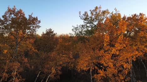 Kleines-Stück-Kanadischer-Wald-In-Der-Herbstsaison-Mit-Orangefarbenen-Baumkronen