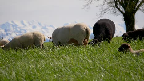 Close-pan-shot-of-white-and-black-sheep-and-lamb-in-front-of-snowy-mountains-during-sun