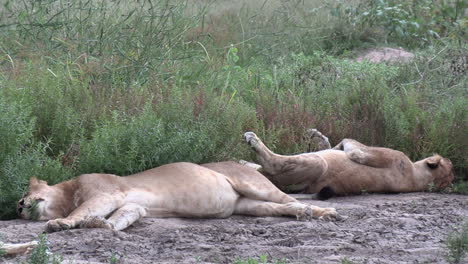 Static-shot-of-two-lions-sleeping-in-wild