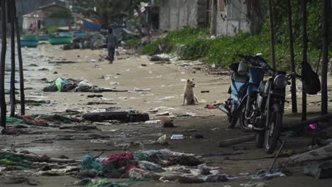 Pollution-scene-of-motorcycle-stray-dog-and-man-walking-on-beach-of-Mui-ne