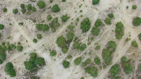 Top-down-drone-shot-from-a-white-sanded-shore-with-many-green-bushes,-flying-up-the-drone