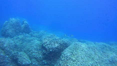 School-Of-Fish-Swims-Underwater-At-Fornells-Bay-In-Menorca,-Spain