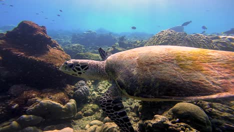 Tortuga-Marina-Nada-En-Arrecifes-Poco-Profundos-En-El-Océano-índico,-Ecuador-De-Maldivas