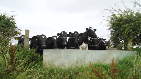 Kühe-Mit-Markierungen-Trinken-Wasser-Aus-Einem-Trog-Auf-Einem-Bauernhoffeld