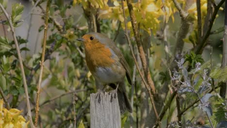 Robin-Redbreast-Small-Song-Bird-Perched-In-Front-of-Yellow-Spring-Flowers