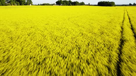 Aerial-flight-over-blooming-rapeseed-field,-flying-over-yellow-canola-flowers,-idyllic-farmer-landscape,-beautiful-nature-background,-drone-shot-fast-moving-forward