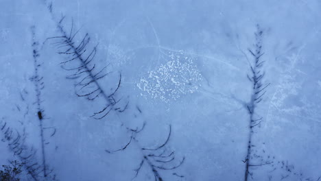 Drone-birds-eye-view-of-fallen-spruce-trees-trapped-inside-an-icy-lake