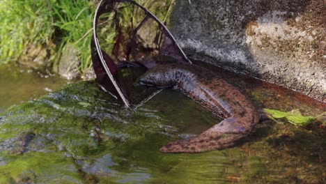 The-Japanese-Giant-Salamander-stuck-on-concrete-dam-being-rescued,-Tottori-Japan
