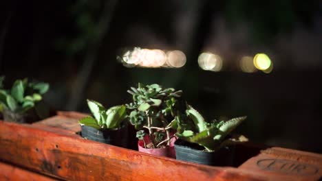 Steady-camera-shot-of-three-small-plants-in-plastic-tub