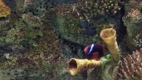 Fische-Schwimmen-In-Einem-Tropischen-Korallenriff