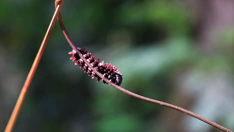 Close-up-shot-of-red-Caterpillar-perched-on-branch-of-tree-in-wilderness