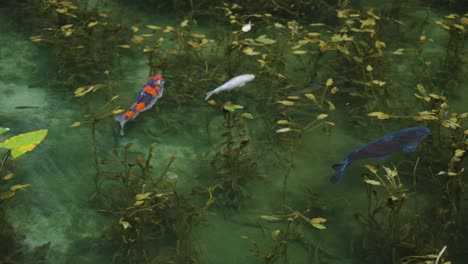 Koi-Fische-Schwimmen-In-Zeitlupe-Am-Monet-Teich,-Seki,-Gifu-Japan