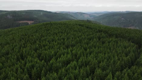 Luftbild-Im-Riesigen-Wald,-Drohnenschuss,-Der-über-Baumwipfel-Fliegt,-Naturhintergrund