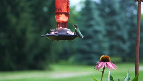 Two-hummingbirds-fly-around-by-hanging-automatic-feeder-in-garden
