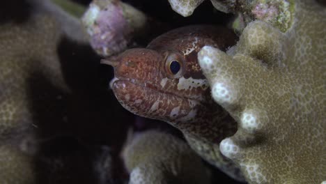 Barred-fin-Moray-Eel--close-up-between-hard-corals