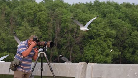 Man-taking-photographs-of-Seagulls-in-Bang-Pu-Recreation-Center,-Thailand
