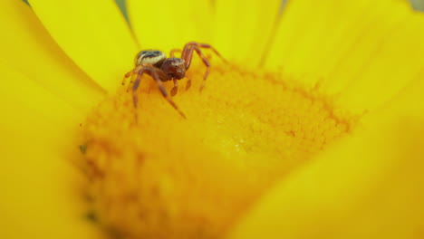Spinne-Kriecht-Auf-Einer-Gelben-Blütenscheibe,-Um-Ihren-Pollen-Zu-Fressen