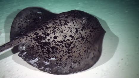 Black-blotched-Stingray--swimming-over-reef-at-night