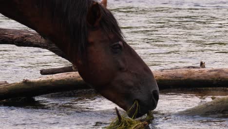 Brown-wild-horse-nuzzles-the-river-water-as-it-eats