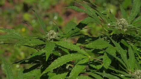Cannabis-plant-with-buds-being-irrigated