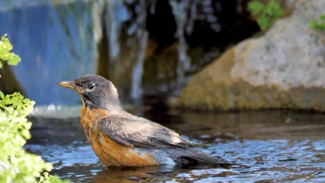 An-American-robin-splashing,-taking-a-bath-in-a-babbling-brook---isolated