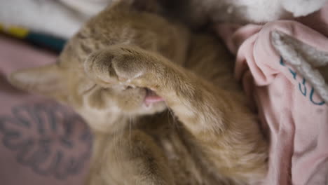 Vertical-close-up-of-orange-red-cat-licking-cleaning-fur-after-a-nap