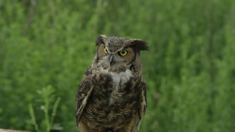 Great-horned-owl-looking-up-from-forest-floor