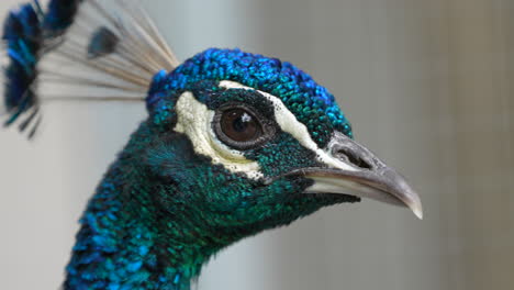 Macro-shot-of-pretty-blue-colored-peacock-with-black-eyes-in-wilderness,slow-mo