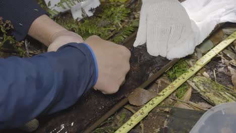 Japanese-Giant-Salamander-being-microchip-tagged-for-conservation