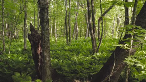 Tracking-through-lush-vibrant-woods-dense-fern-coverage
