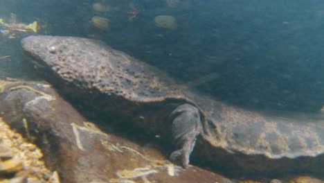 Japanischer-Riesensalamander-Unter-Felsen-Im-Nawa-Fluss,-Langsam-Auf-Der-Suche-Nach-Beute