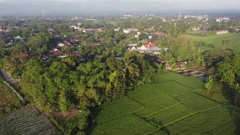 Aerial-view-of-green-rice-fields-in-the-morning