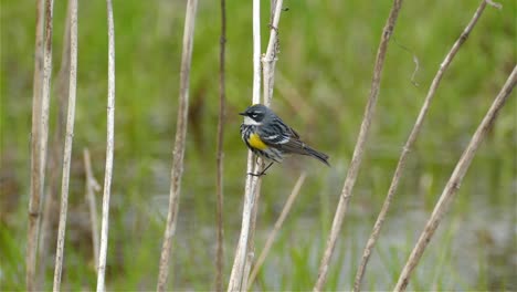 Natural-landscape-of-a-little-migratory-Yellow-Rumped-Warbler,-Setophaga-Coronata-perching-on-a-wooden-stick-searching-for-preys-and-launch-off-in-a-swamp-environment-in-Canada