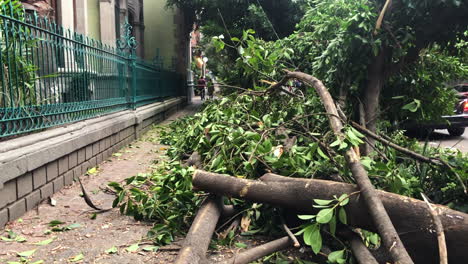 Large-trees-cut-down-in-public-on-a-Mexico-City-street