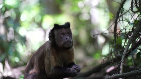 Capuchin-Monkey-in-jungle-eating