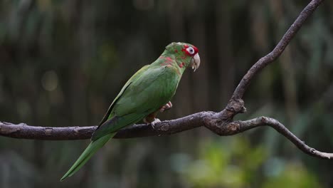 Red-masked-mitred-parakeet,-psittacara-mitratus-perching-on-tree-branch,-feeding-on-fresh-fruit-against-dark-forest-woodland-environment,-4K-static-shot