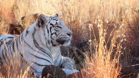 Close-up-rare-white-Bengal-Tiger-sits-in-grassy-savanna-shade,-yawns