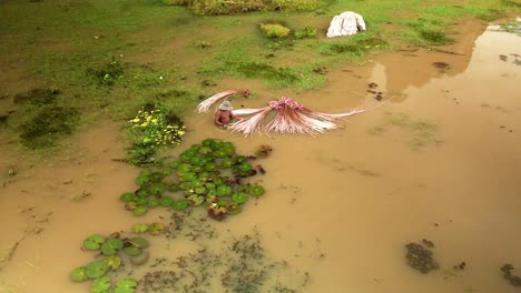 Person-harvesting-vivid-pink-water-lily-from-pond-in-Southeast-Asia