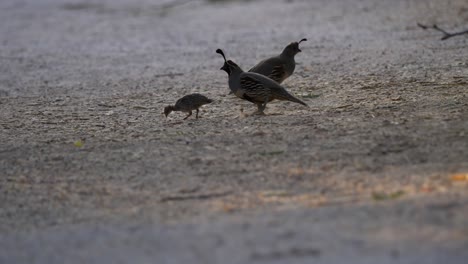 Baby-quail-and-parents-scratch-the-ground-looking-for-food-in-the-desert-at-dusk