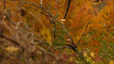 Un-Pájaro-Gorrión-Marrón-Se-Ha-Escondido-En-Un-árbol-Mezclándose-Con-El-Medio-Ambiente