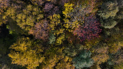Die-Aufsteigende-Drohnenaufnahme-Zeigt-Lebendige-Herbsttöne-Des-Baumkronenlaubs-Im-Wald