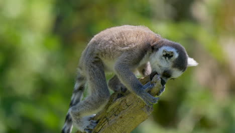 Cute-baby-Lemur-climbing-on-wooden-branch-and-looking-for-food-during-sunny-day-in-wilderness,close-up