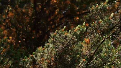 A-close-up-of-pine-tree-branches-in-a-dark-forest
