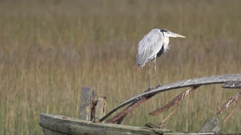 Wild-Majestic-Cocoin-Heron-Standing-On-Piece-of-Wood-in-Field-Meadow,-Looking-Into-Distance-While-Wind-Gently-Blows-Against-Long-Feathers
